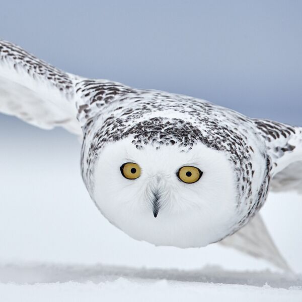 Снежная сова, Канада