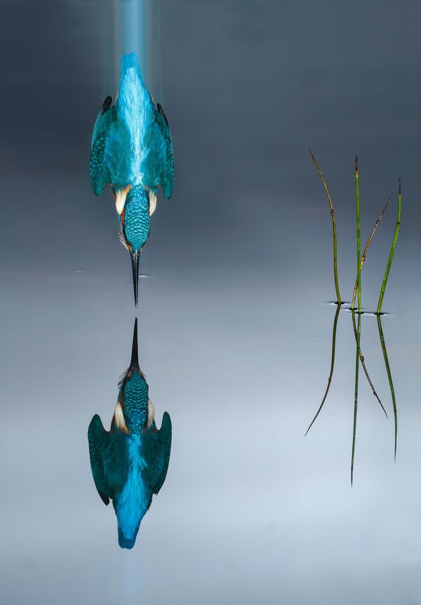 Обыкновенный зимородок ныряет в воду, Испания