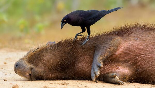 Большая воловья птица и капибара, Пантанал, Бразилия