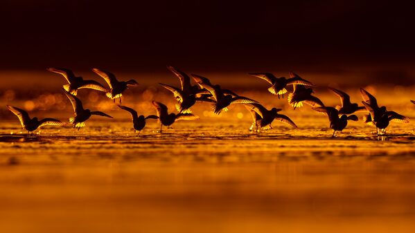 Сандерлингские болотные птицы во время миграции, Астурия, Испания