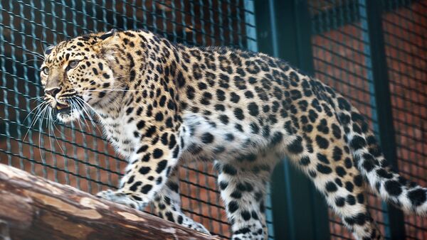 В Московском зоопарке подобрали пару леопарду, спасенному от браконьеров