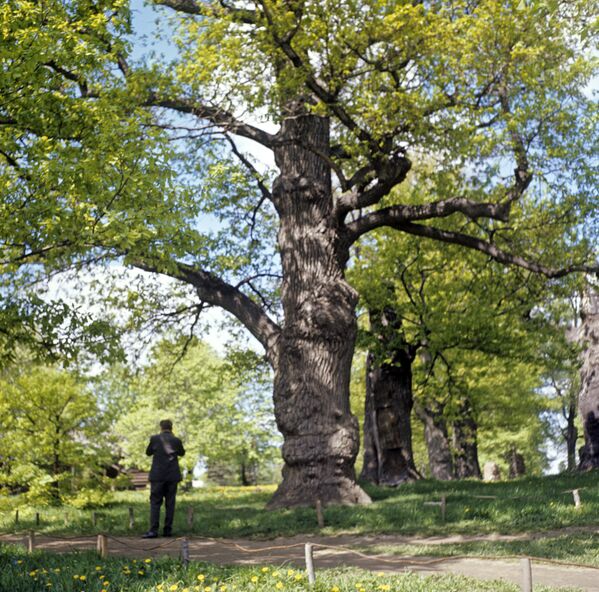 Один из четырех Петровских дубов в парке музея-заповедника Коломенское