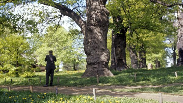 Один из четырех Петровских дубов в парке музея-заповедника Коломенское. Архивное фото