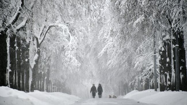 Заснеженная аллея на Воробьевых горах в Москве. Архивное фото