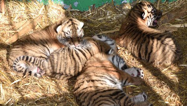 Четыре тигренка, которые родились в передвижном зоопарке в Туймазах