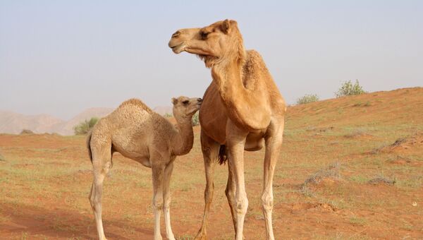Самка верблюда с детенышем в ОАЭ