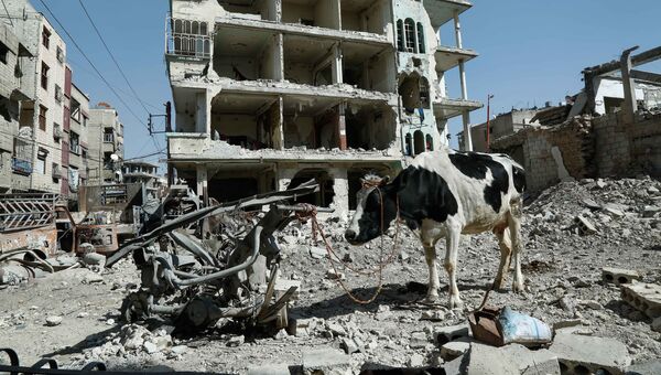 Привязанная корова в Думе, Сирия. 12 марта 2018 года
