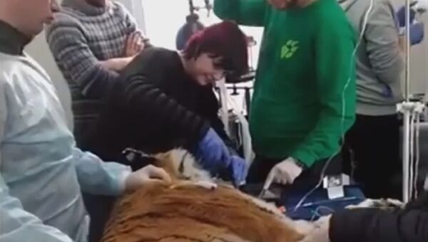 Повторная операция тигрице, которую неизвестный ранил в Хабаровском крае. Скриншот видео