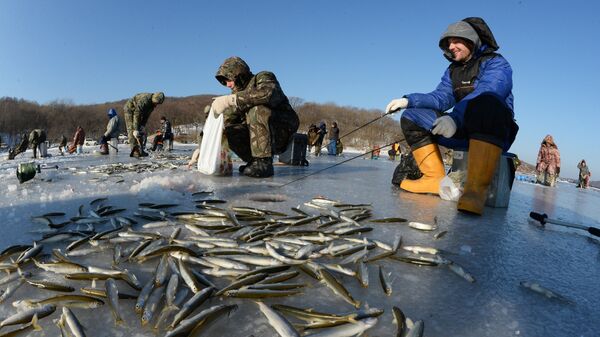 Рыбаки-любители во время подледного лова корюшки в бухте Новик острова Русский во Владивостоке