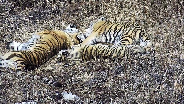 Тигрица воссоединилась с тигрятами в приморском центре реабилитации