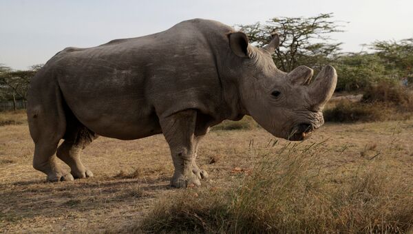 Последний самец северного белого носорога Судан в заповеднике Ol Pejeta в Кении. Архивное фото