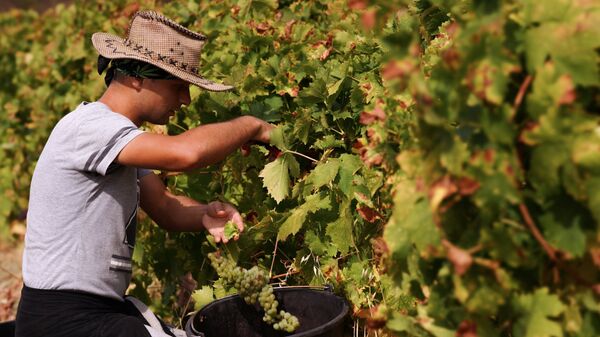 Сбор урожая на виноградниках винодельческого завода Массандра в Крыму
