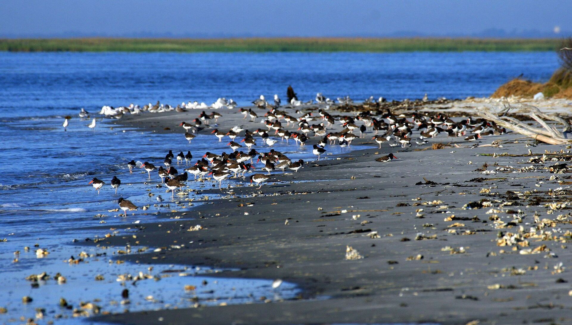 Пляж заповедника Wolf Island National Wildlife Refuge, штат Джорджия - РИА Новости, 1920, 20.03.2018