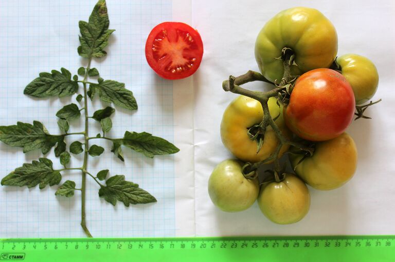 Томат Семеновна