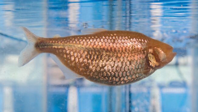 Уникальная рыба-«диабетик», найденная в одной из пещер Мексики