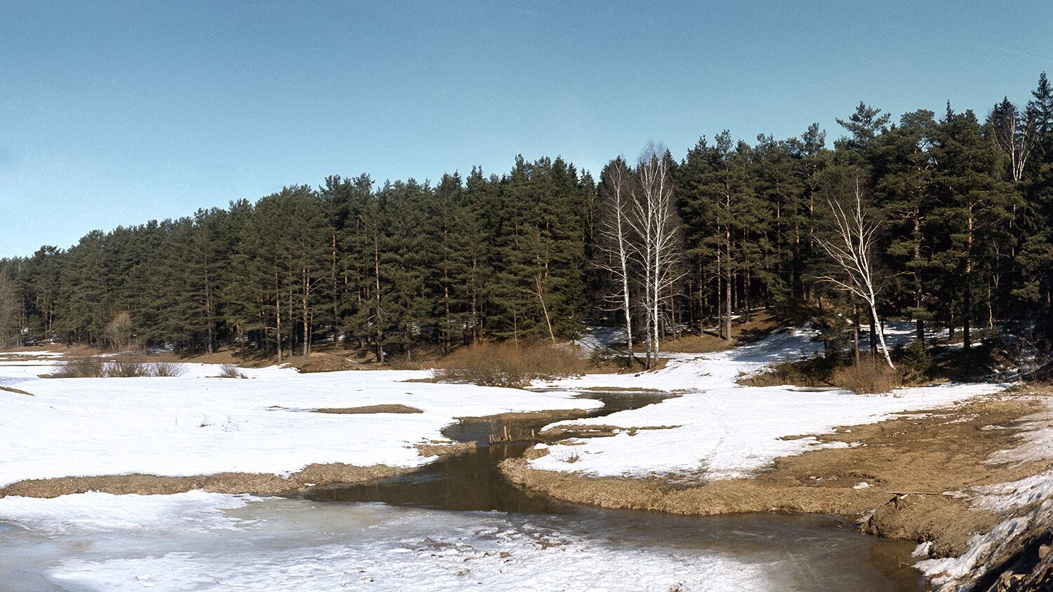 Лес - РИА Новости, 1920, 15.04.2022