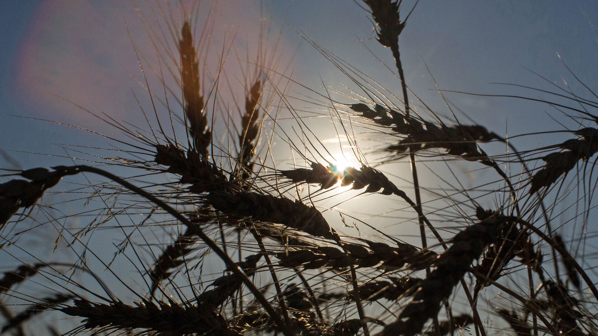 Пшеница  - РИА Новости, 1920, 21.03.2025