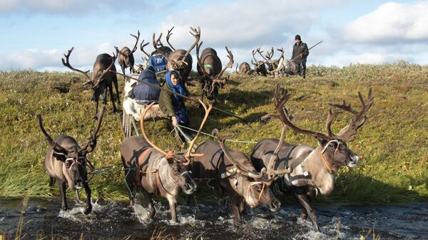 Ненка управляет упряжкой оленей в Канинской тундре, Ненецкий автономный округ