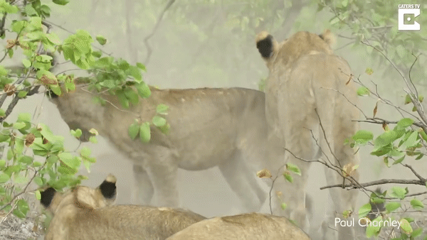Самка буйвола отогнала львов от тела ее убитого детеныша