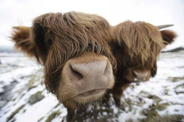 Коровы породы Хайленд пасутся неподалеку от Глазго, Шотландия