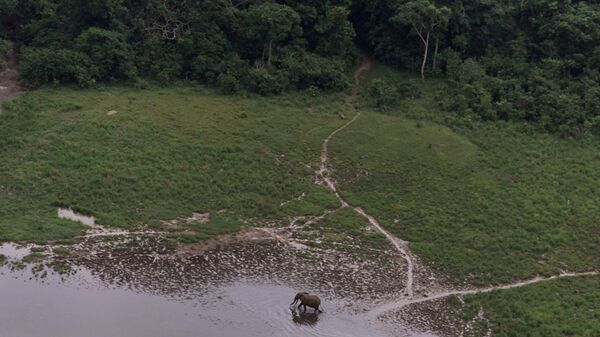 Слон в заповеднике Лопе, Габон