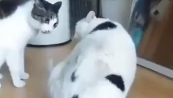 Оригинально остановивший драку толстый кот попал на видео