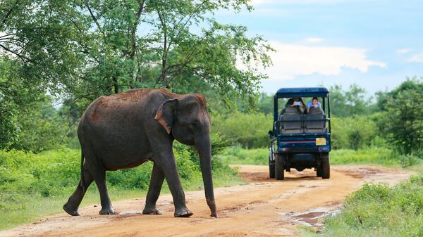 Слон на дороге в Шри-Ланке
