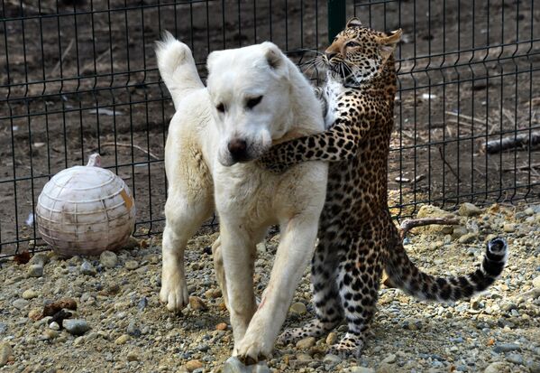 Среднеазиатская овчарка Эльза и детеныш леопарда Милаша во время прогулки в владивостокском пригородном зоопарке Садгород