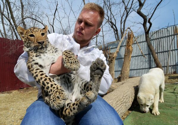 Ветеринар Виктор Агафонов осматривает детеныша леопарда Милашу во время прогулки в владивостокском пригородном зоопарке Садгород