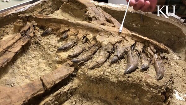 Останки тираннозавра, найденные в Монтане