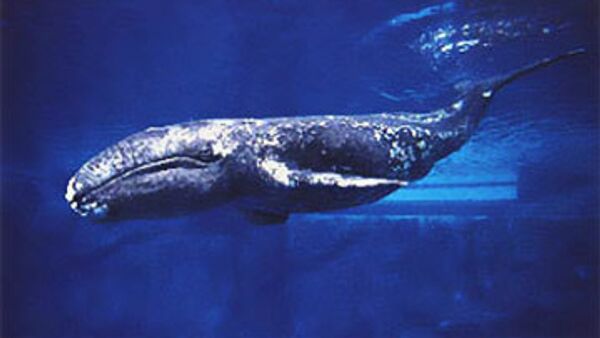 Серые киты атакуют лодки чукотских охотников