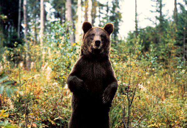 Маршрутка в Архангельской области сбила медведя