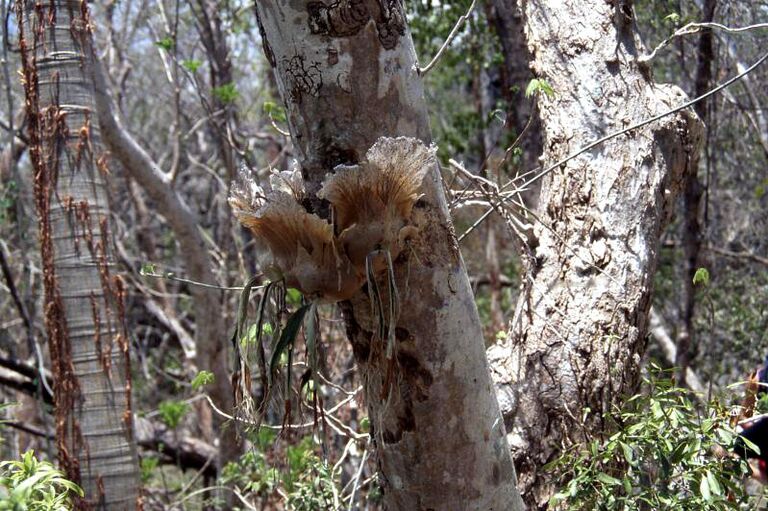 Платицериум