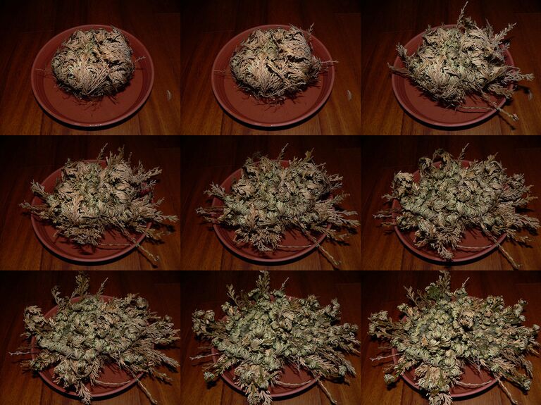 Селагинелла чешуелистная