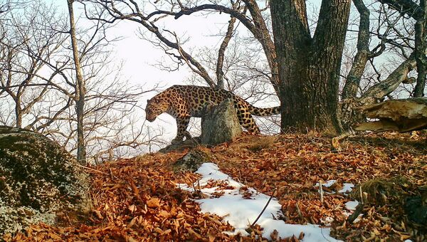 Леопард в парке Земля леопарда. Архивное фото