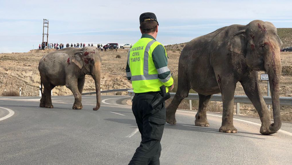 Раненные цирковые слоны в результате ДТП в Испании. 3 апреля 2018