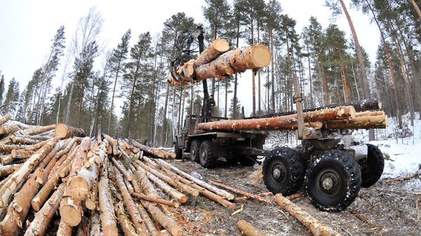 ОНФ добивается прекращения незаконной вырубки леса в Ивановской области