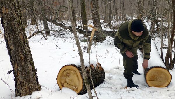 Гутенев: В России значительно сокращаются объемы незаконных вырубок лесов