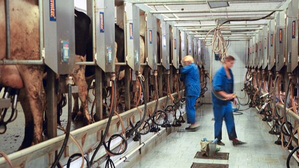 Комплекс по производству молока в Витебской области. Белоруссия. Архивное фото