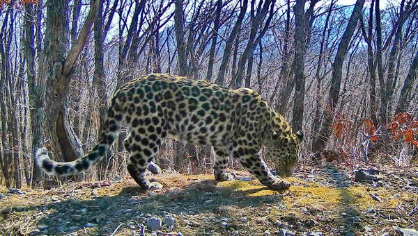 В АНО Дальневосточные леопарды заявили о возможном росте популяции
