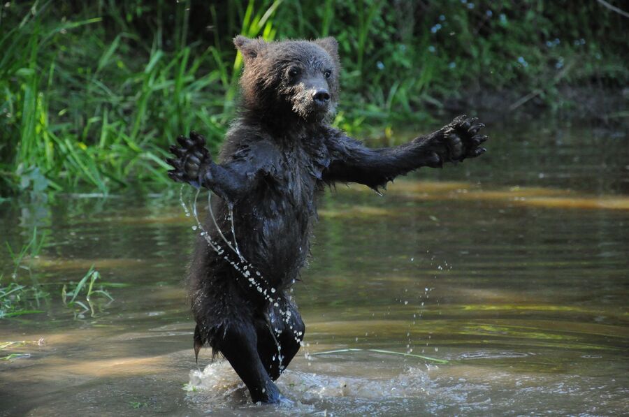 Бурый медвежонок купается, биостанция Чистый лес, деревня Бубоницы, Тверская область