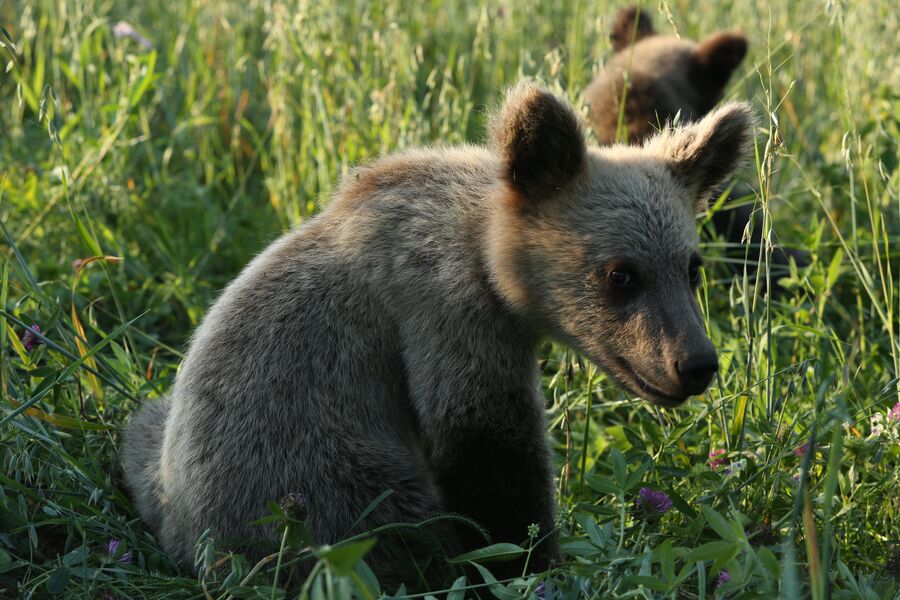 Медвежонок-сирота на биостанции Чистый лес, деревня Бубоницы, Тверская область
