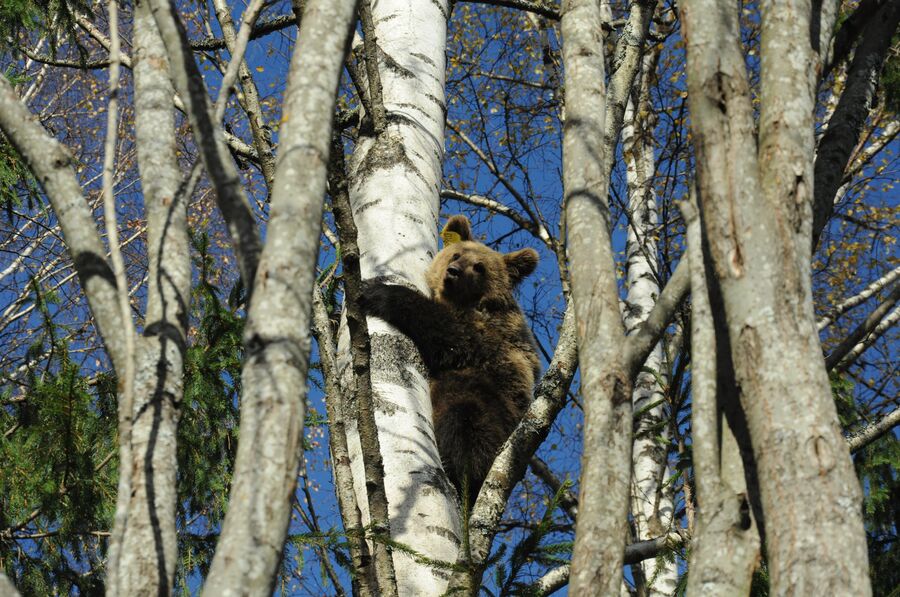 Медвежонок на прогулке, биостанция Чистый лес, деревня Бубоницы, Тверская область