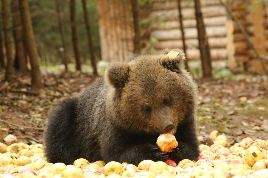 Медвежонок угощается яблоками, биостанция Чистый лес, деревня Бубоницы, Тверская область