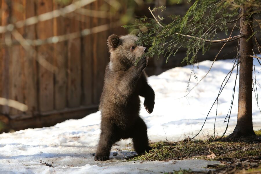 Медвежонок-сирота Маша на биостанции Чистый лес, деревня Бубоницы, Тверская область