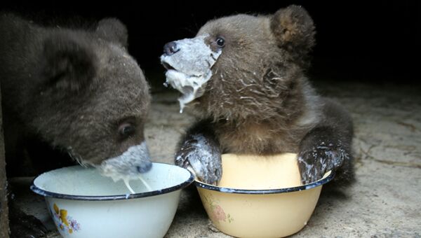 В молоко для кормления медвежат добавляют яичный желток, гречневую кашу и подсолнечное масло