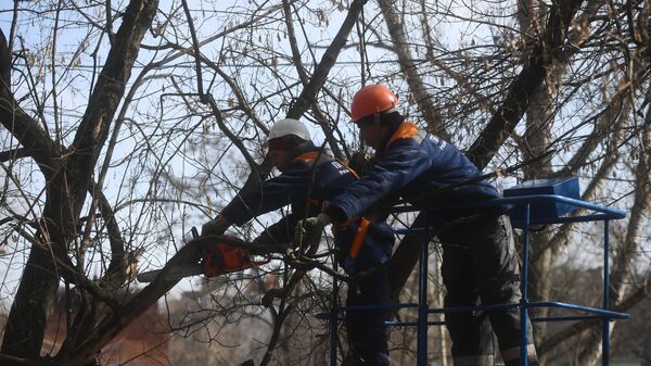 В Москве с начала года обрезали около 25 тысяч деревьев