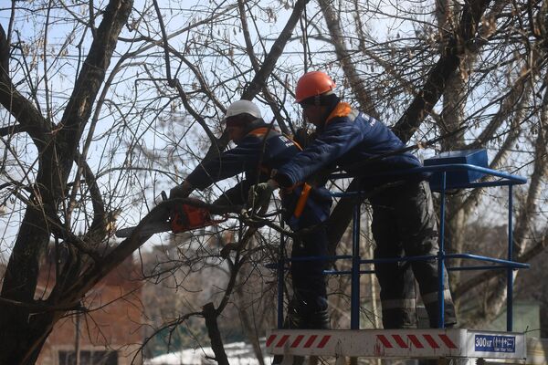 Сотрудники коммунальных служб обрезают ветви деревьев в Юго-Восточном административном округе города Москвы