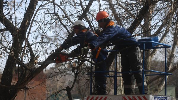 Сотрудники коммунальных служб обрезают ветви деревьев в Юго-Восточном административном округе города Москвы
