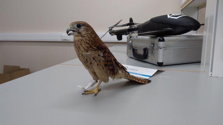 Сокол, чью жизнь спасли инженеры стартапов ФИОП Роснано Сокол, чью жизнь спасли инженеры стартапов ФИОП Роснано